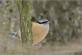 <p>BRHLÍK LESNÍ (Sitta europaea) /Eurasian nuthatch - Kleiber/</p>